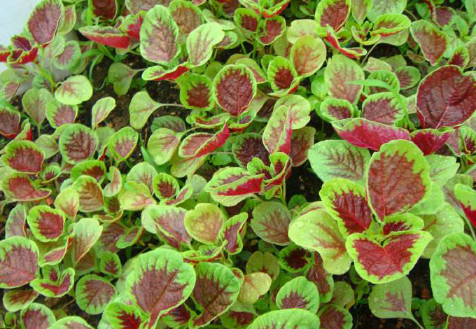 有機(jī)蔬菜配送